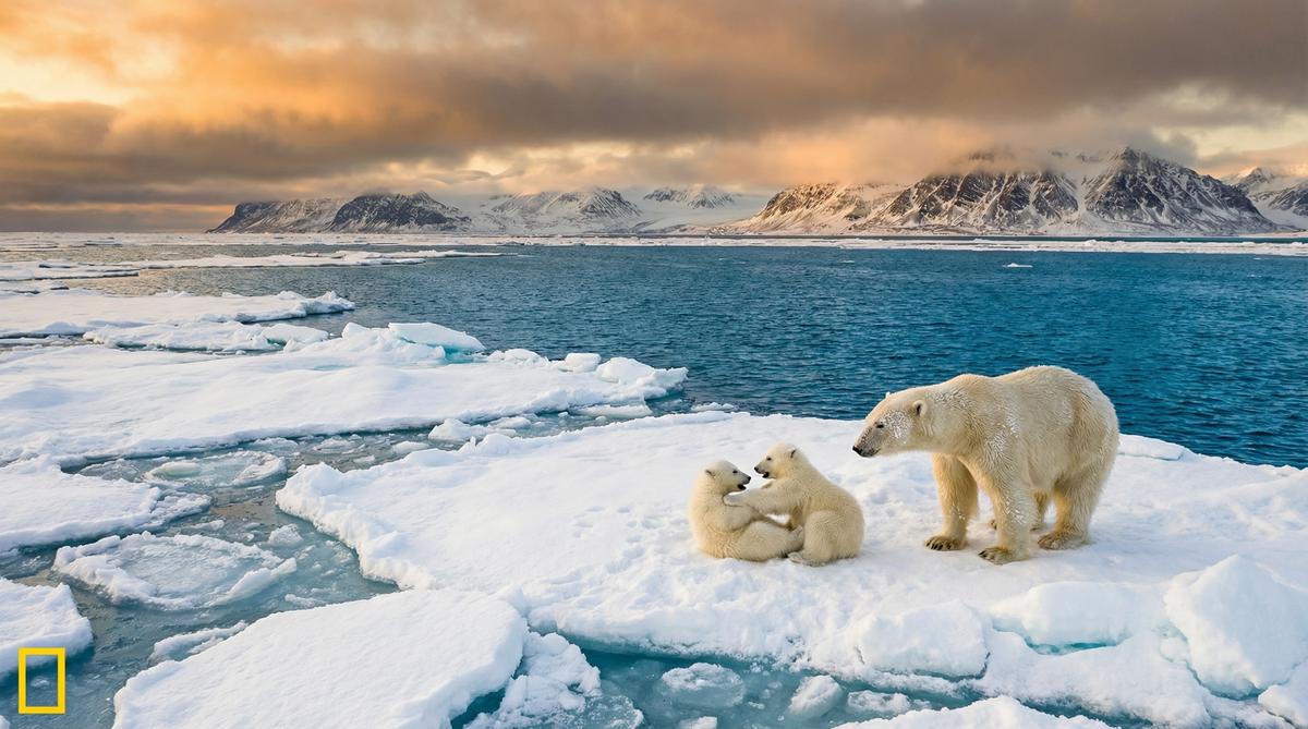 海角网北极熊视频